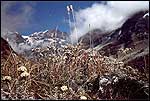 Plesnivec v Himaljach (foto Horniov)